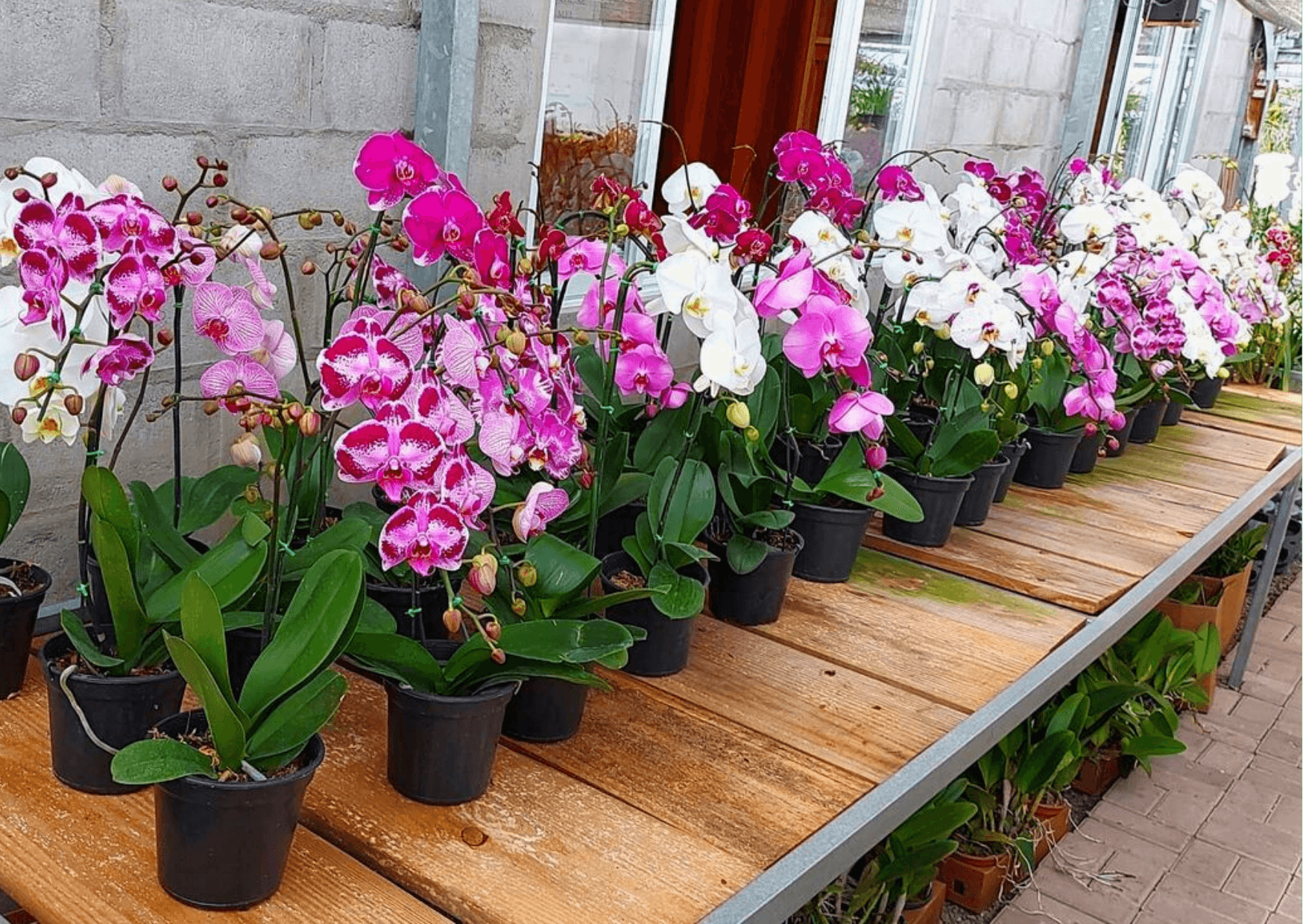 Como cuidar de orquídeas passo a passo - Jardim das orquídeas Online