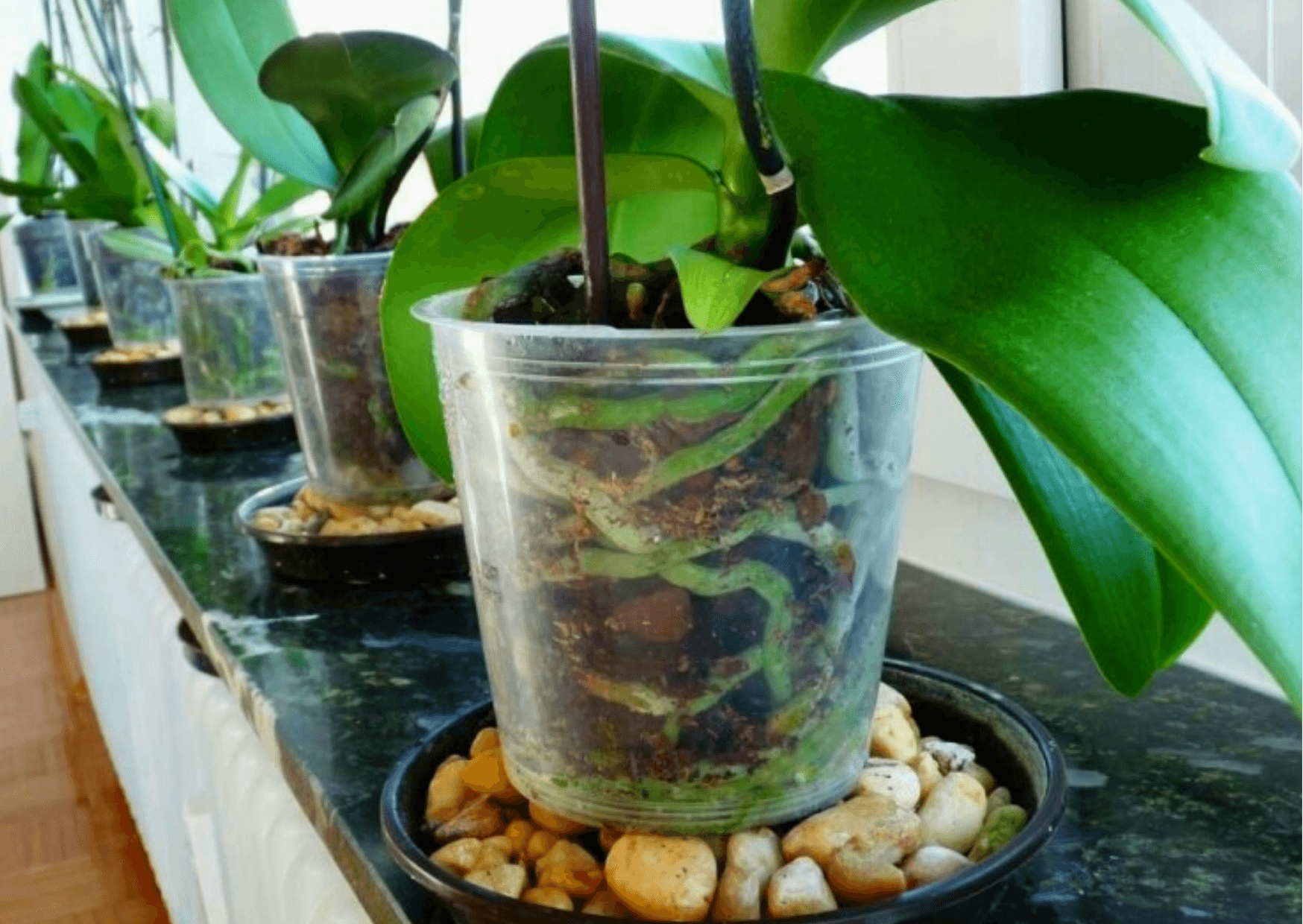 Orquídeas Phalaenopsis no Vaso Transparente - Benefícios -