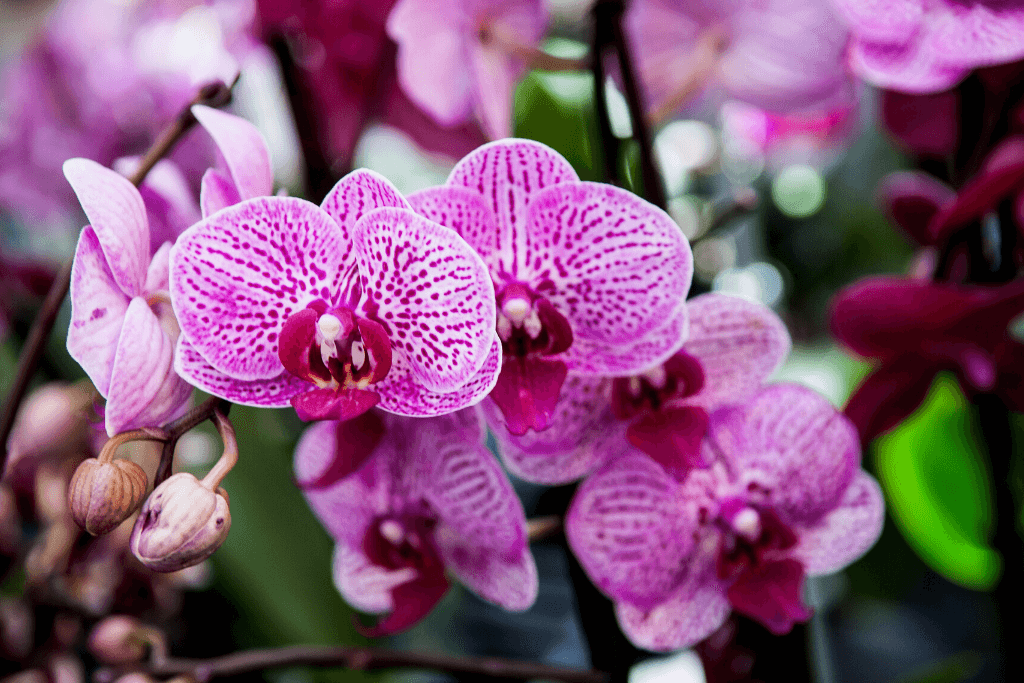 Orchidée Fond Dégradé main image 1