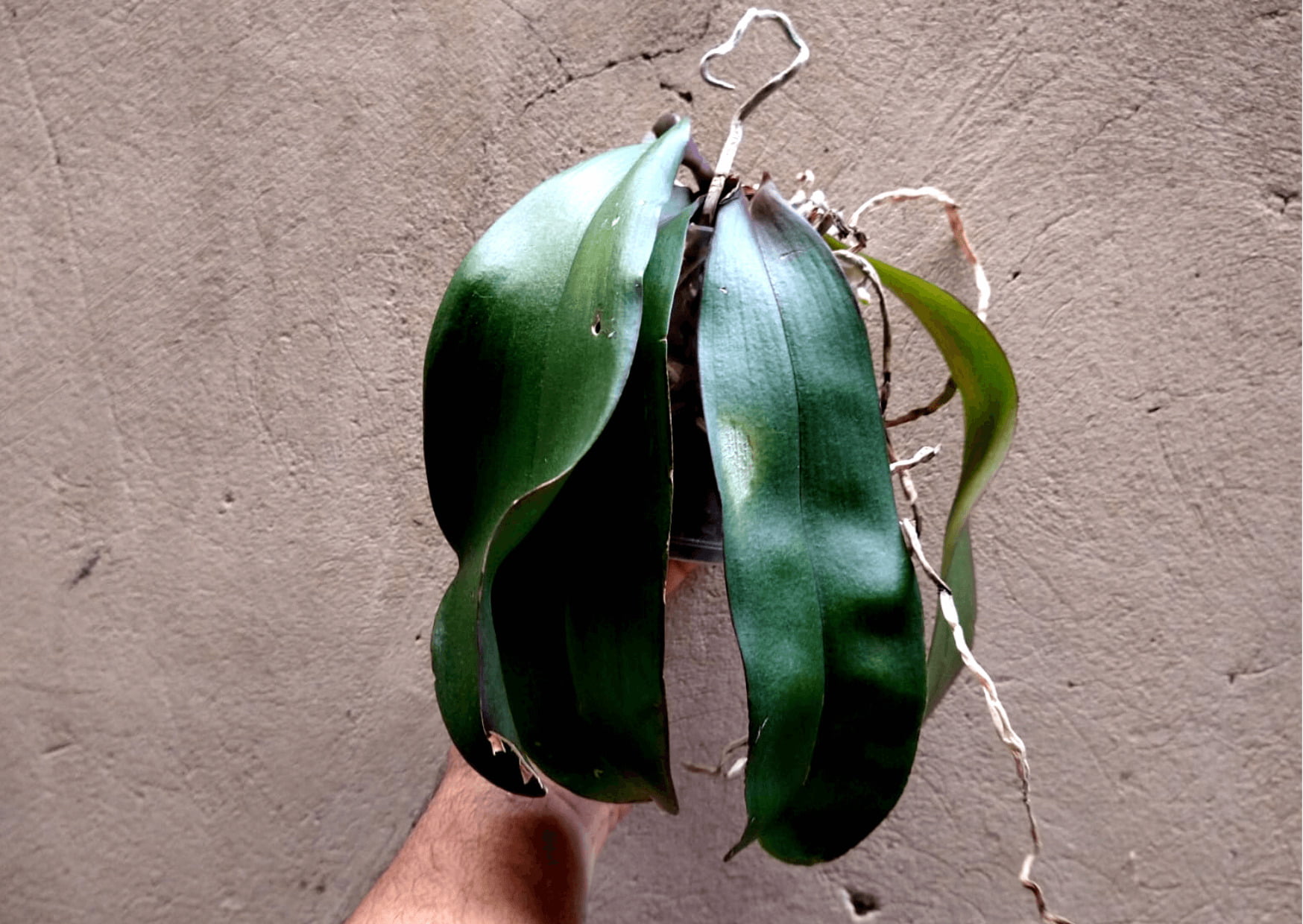 Orquídeas com folhas murchas significa isso!