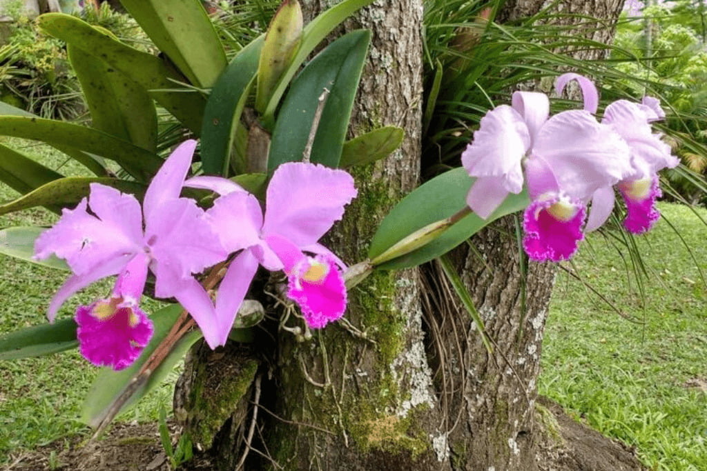 Orquídeas Epífitas - O que é? - Jardim das orquídeas Online
