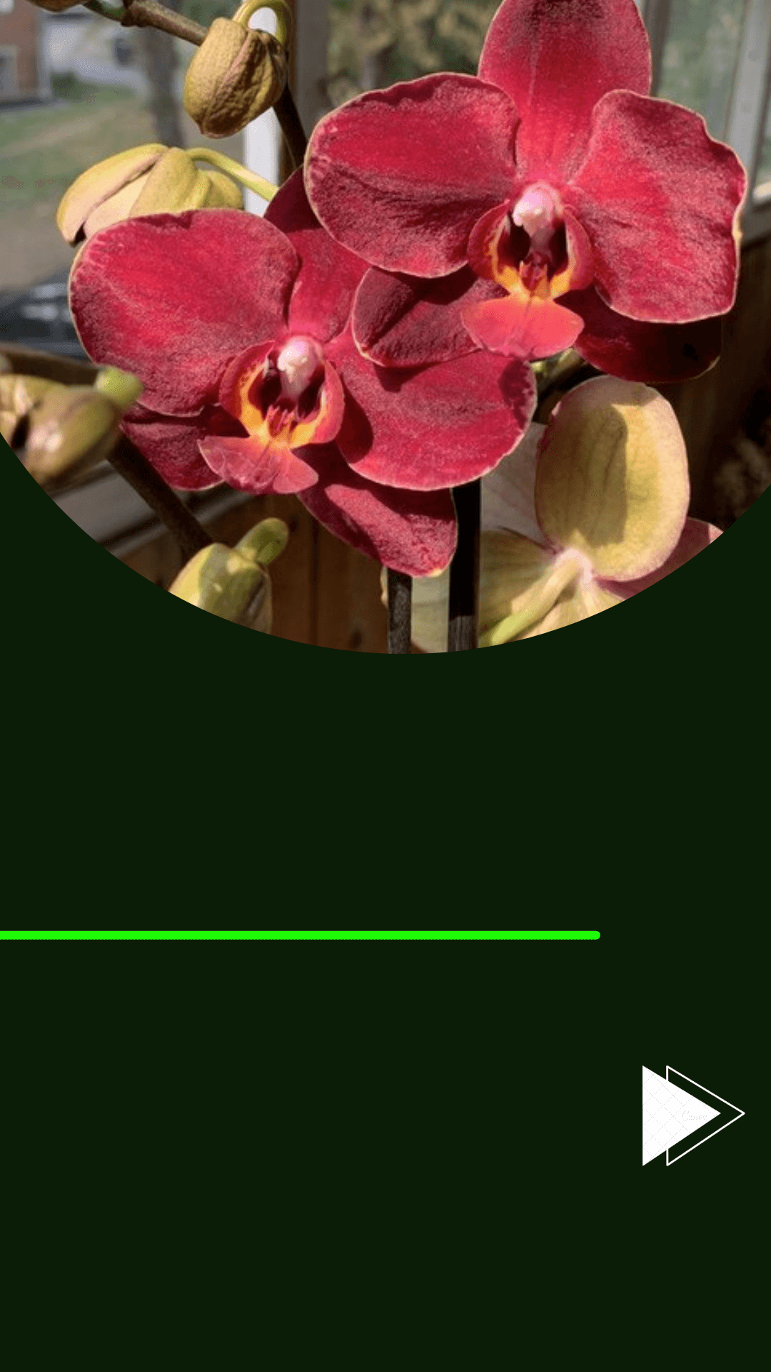 Orquídeas Phalaenopsis - 05 cuidados da floração! - Jardim das orquídeas  Online