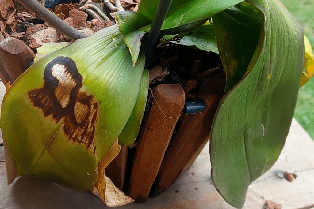 Orquídea com folha murcha e sem raiz — Tratamento!