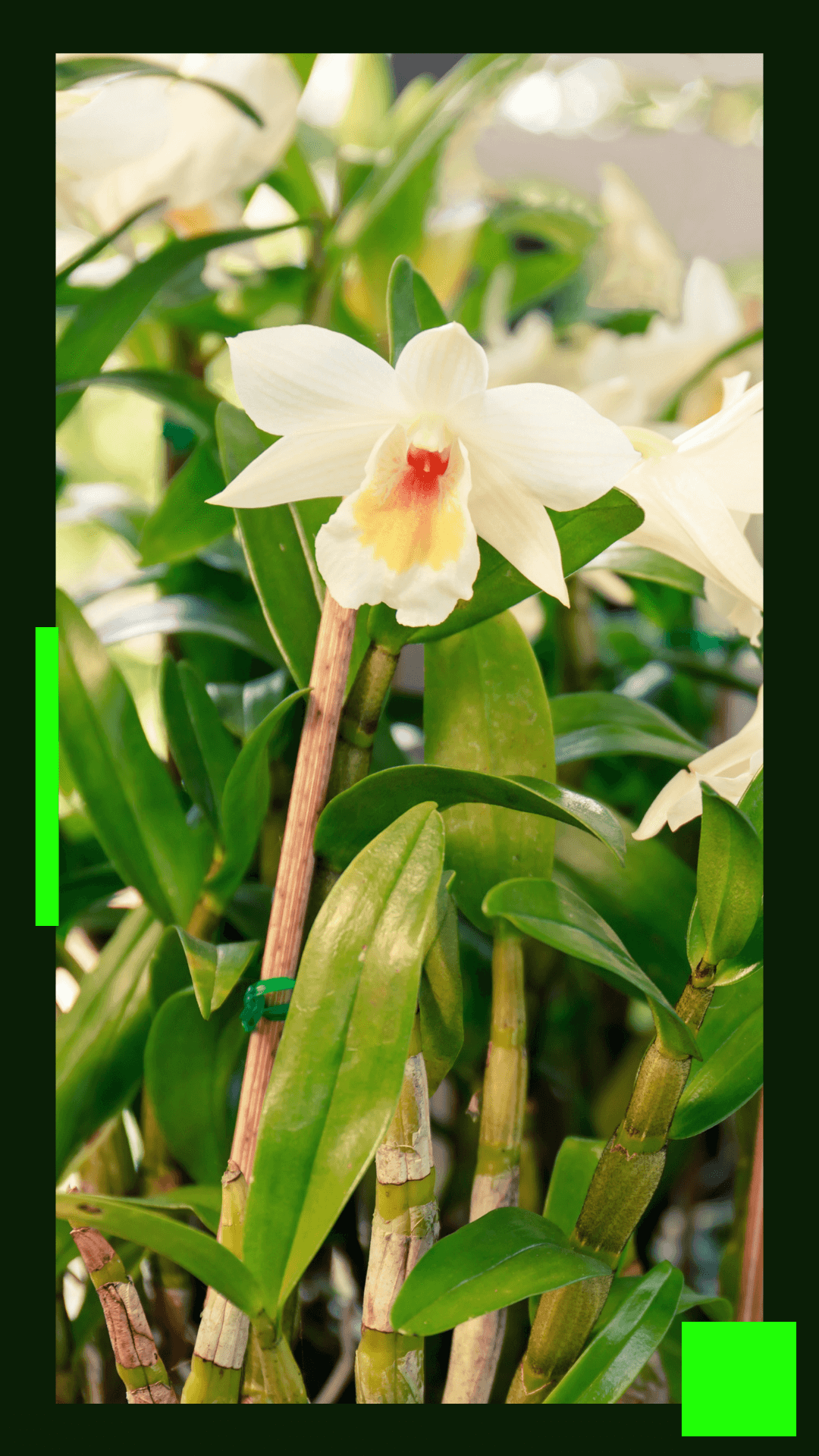 Orquídeas Dendrobium - Descubra tudo sobre essas orquídeas! - Jardim das  orquídeas Online