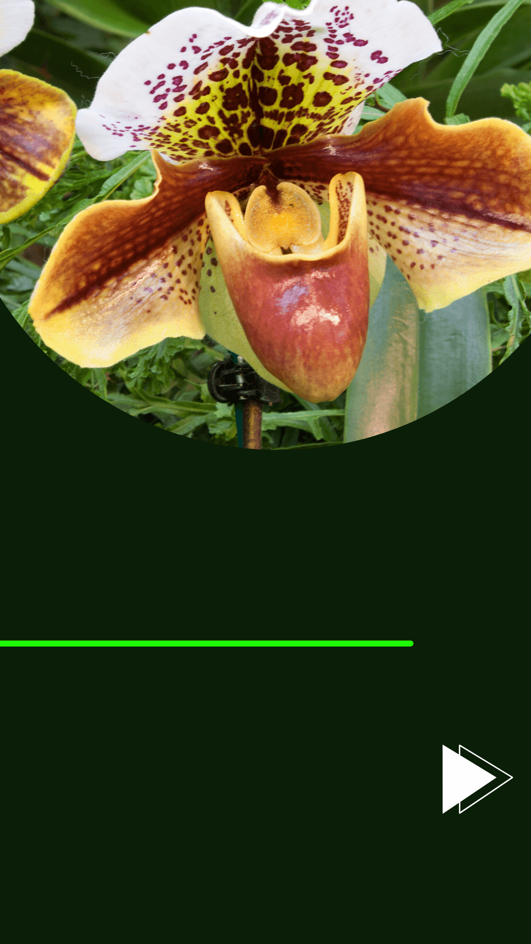 Orquídea Sapatinho - Descubra Tudo sobre o seu Cultivo! - Jardim das  orquídeas Online