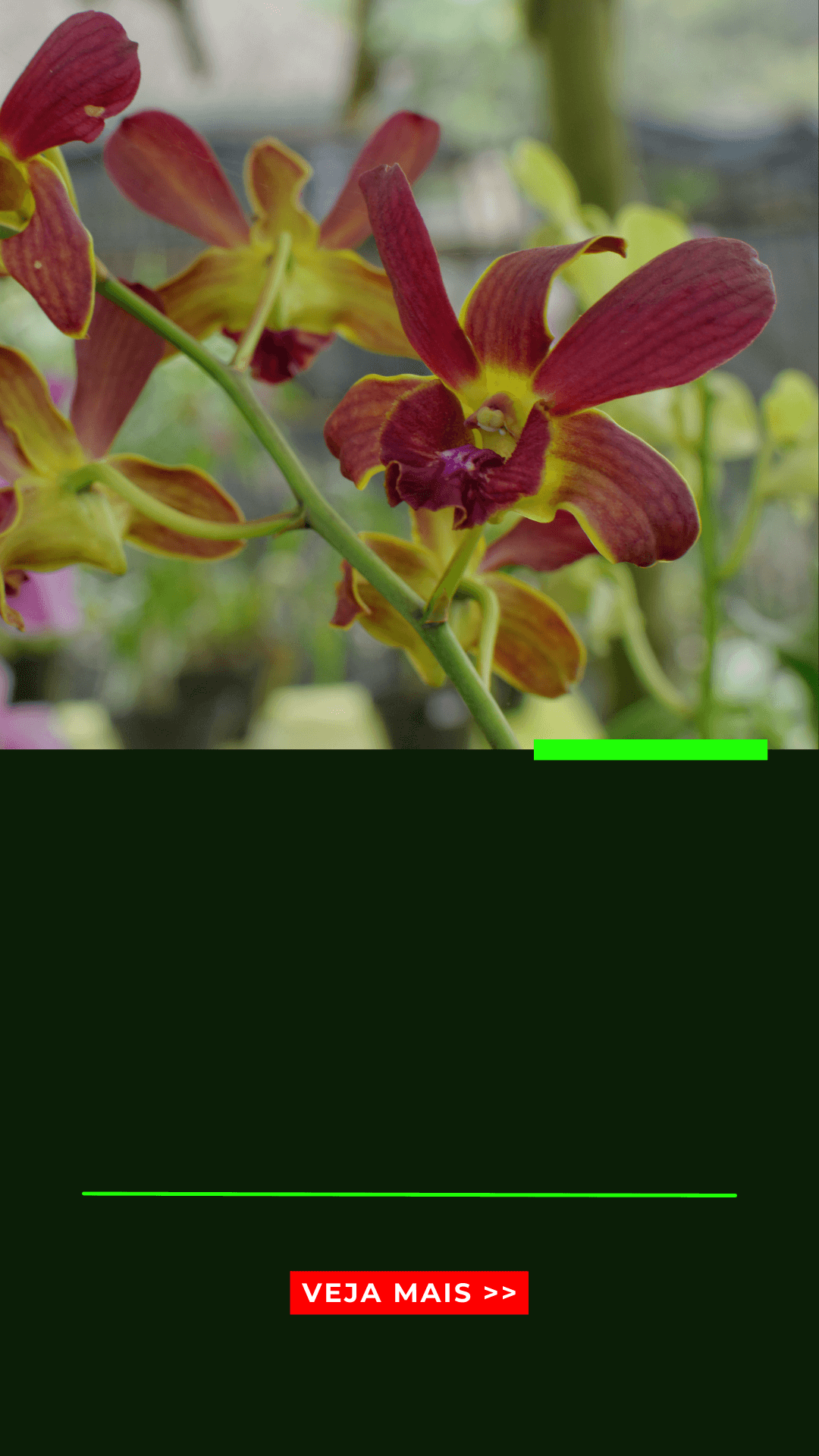 Orquídeas Dendrobium - Descubra tudo sobre essas orquídeas! - Jardim das  orquídeas Online
