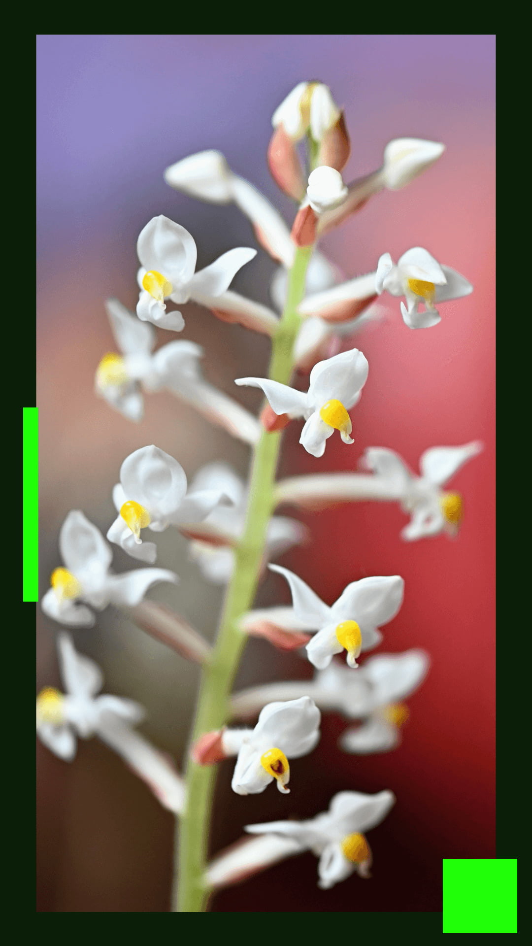 Orquídea Pipoca - Descubra tudo sobre essa orquídea! - Jardim das orquídeas  Online