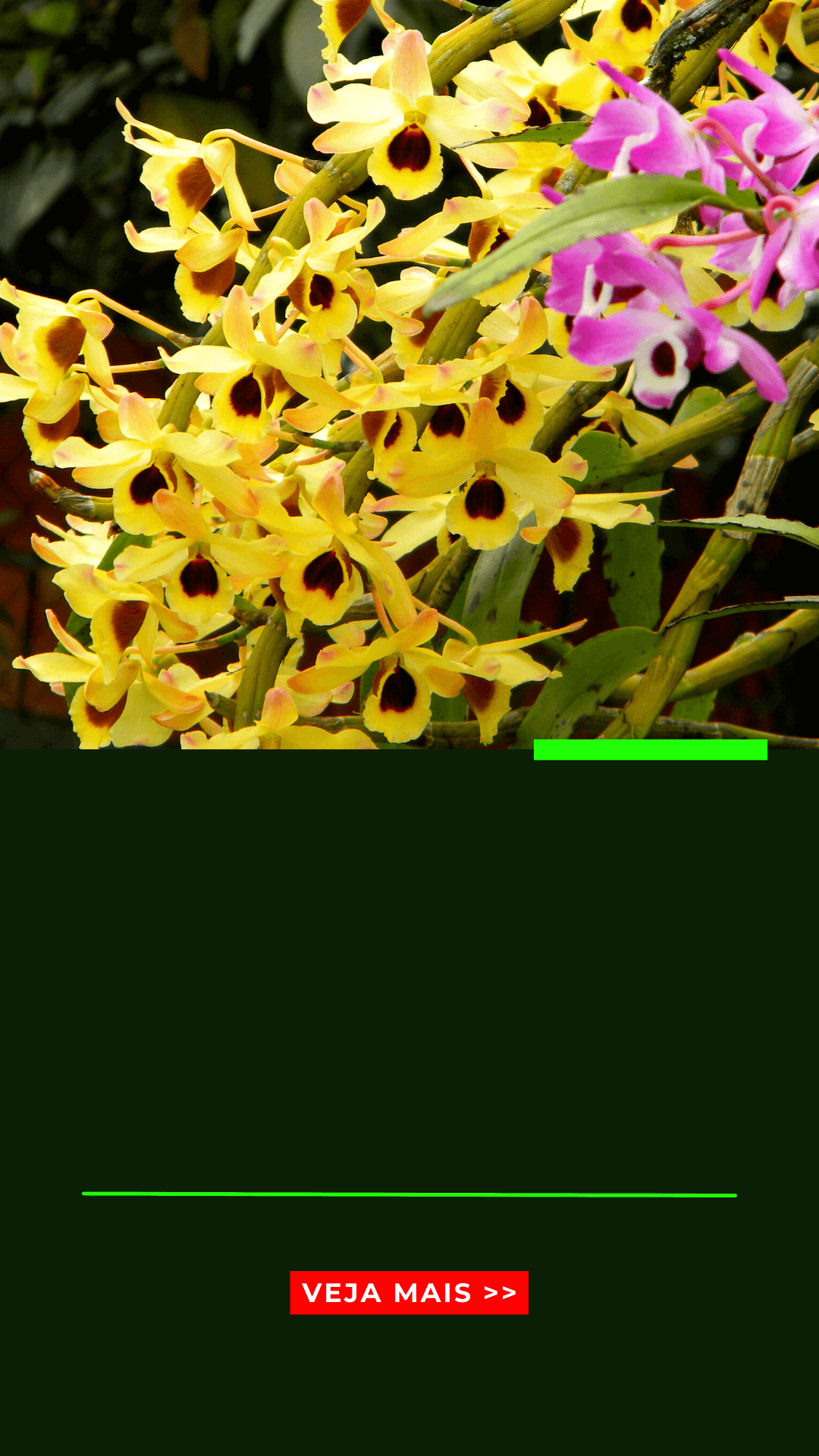 Orquídeas Dendrobium: os 06 cuidados para floração! - Jardim das orquídeas  Online