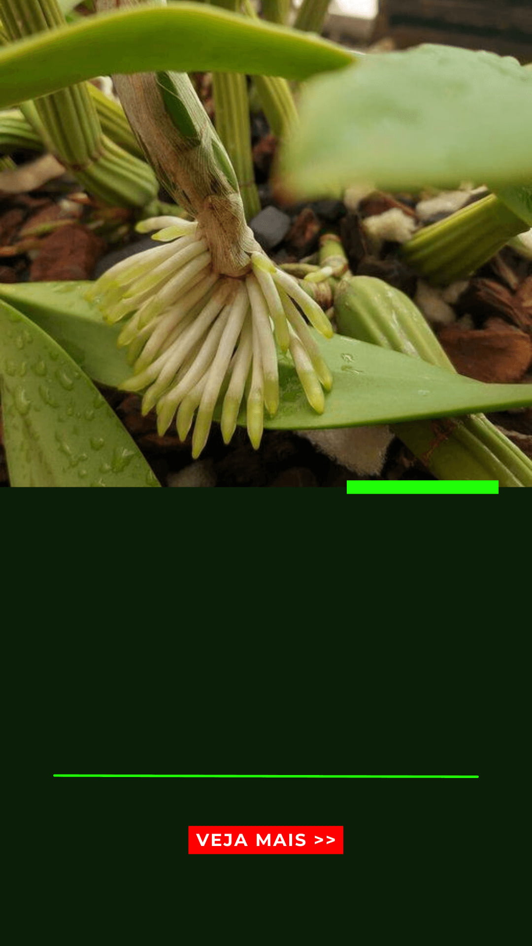 Orquídeas com folhas murchas - Veja os Motivos! - Jardim das orquídeas  Online