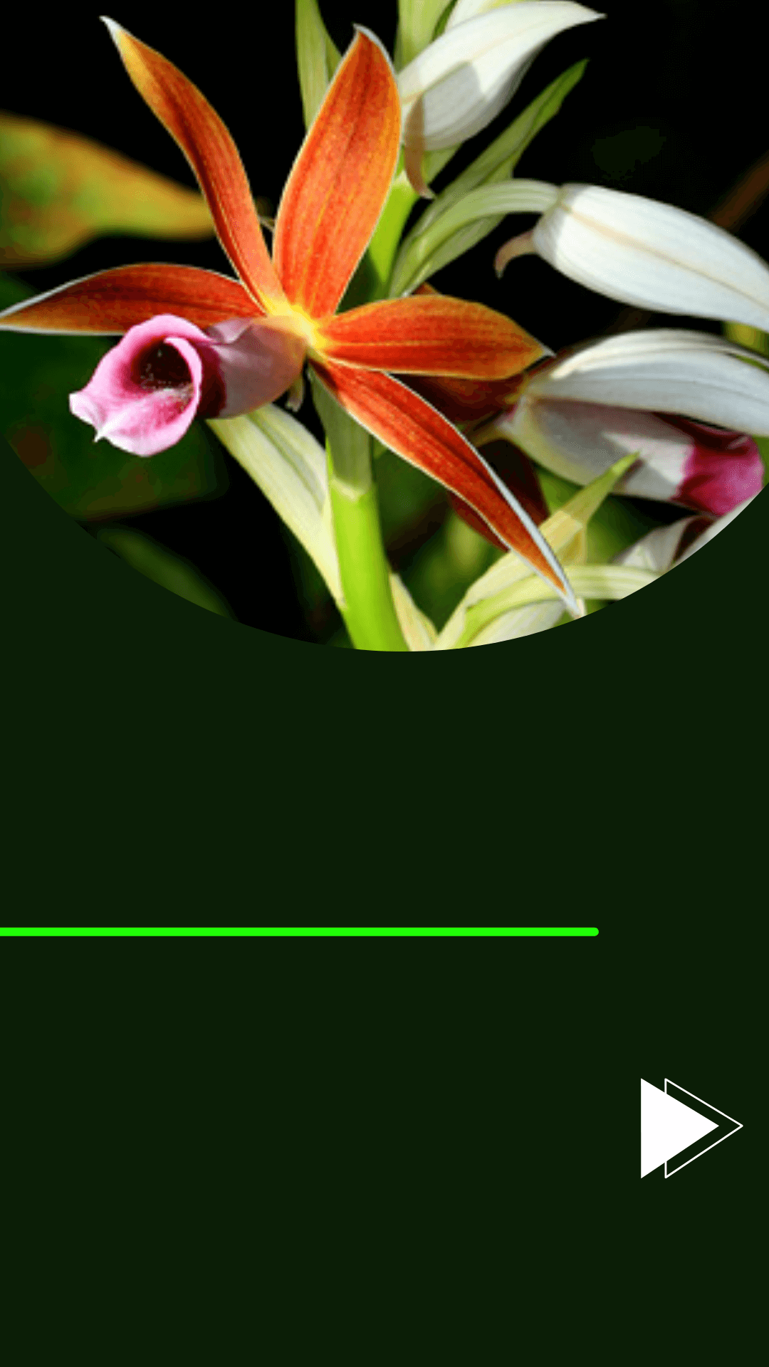 Orquídea Capuz de Freira - Descubra tudo sobre essa orquídea! - Jardim das  orquídeas Online