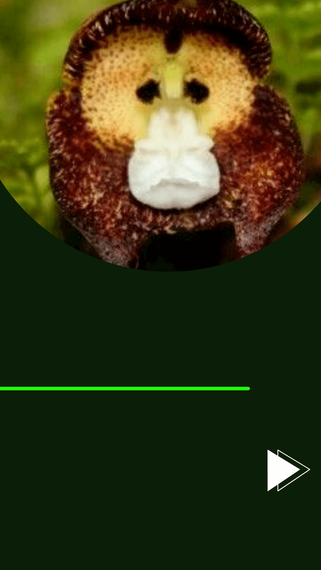Orquídeas Cara de Macaco - Descubra tudo sobre essas orquídeas! - Jardim  das orquídeas Online
