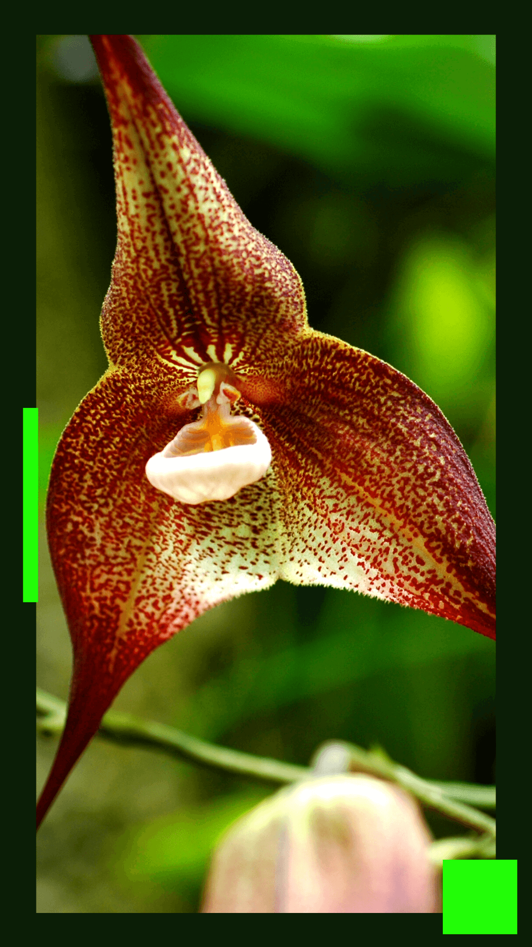 Orquídeas Cara de Macaco - Descubra tudo sobre essas orquídeas! - Jardim  das orquídeas Online