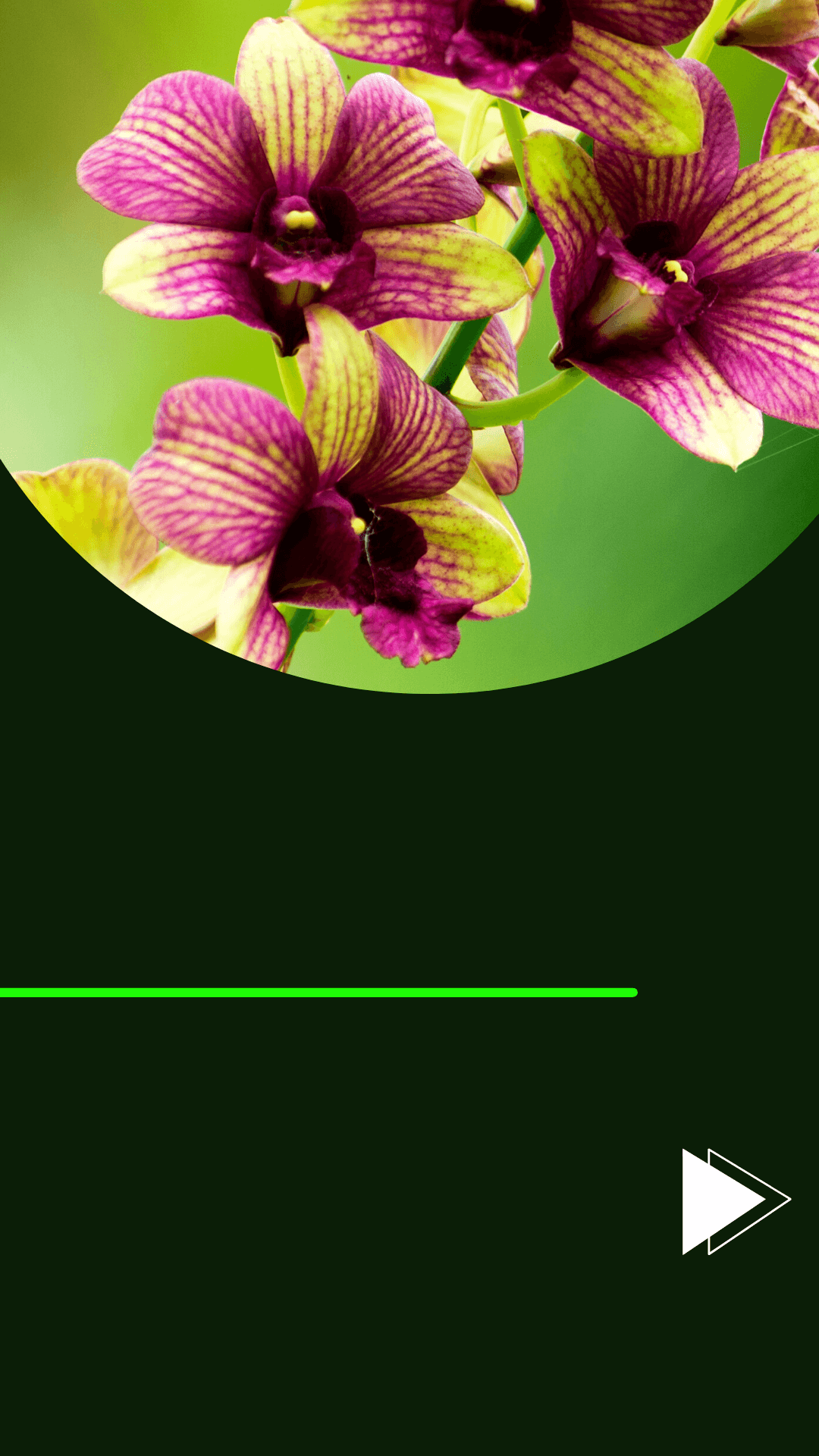 Orquídeas Denphal - Aprenda tudo sobre essa orquídea! - Jardim das  orquídeas Online
