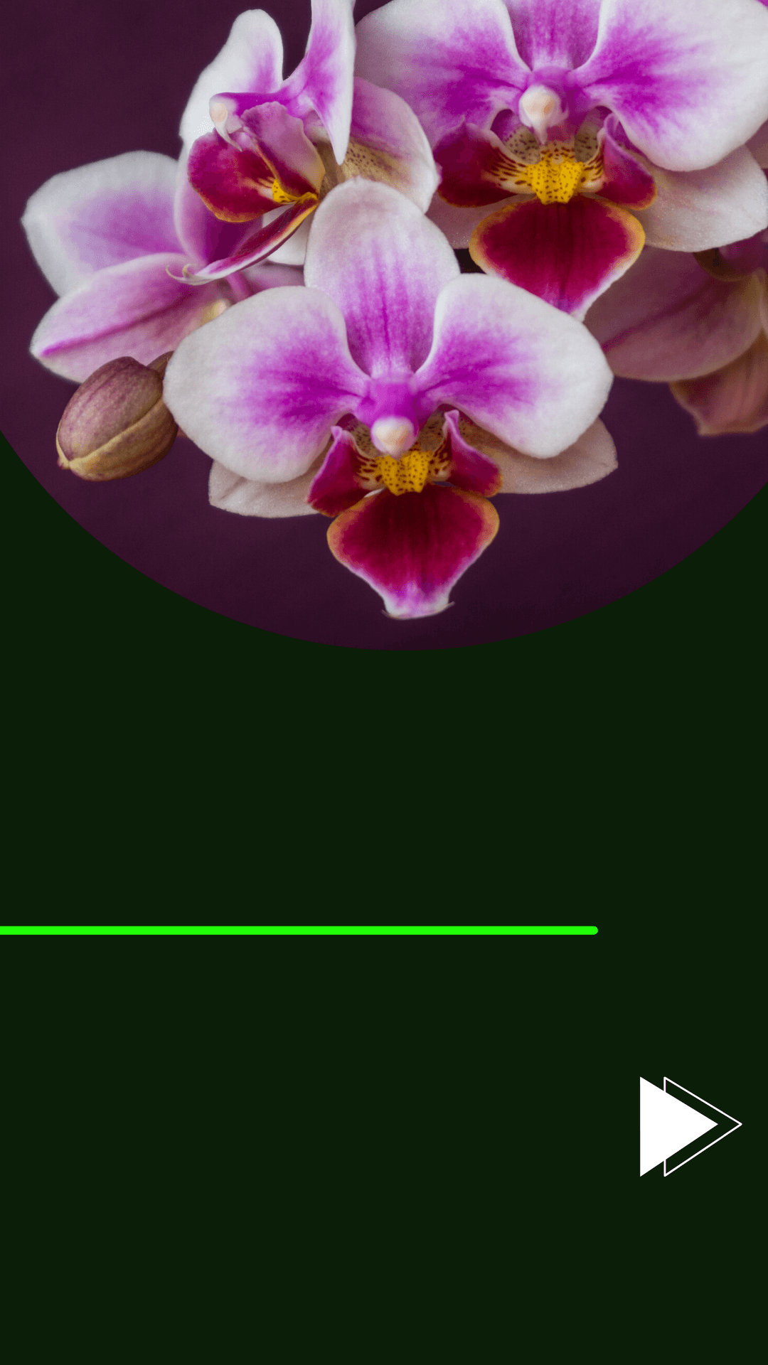 Orquídeas Phalaenopsis - 05 dicas para melhorar a floração! - Jardim das  orquídeas Online