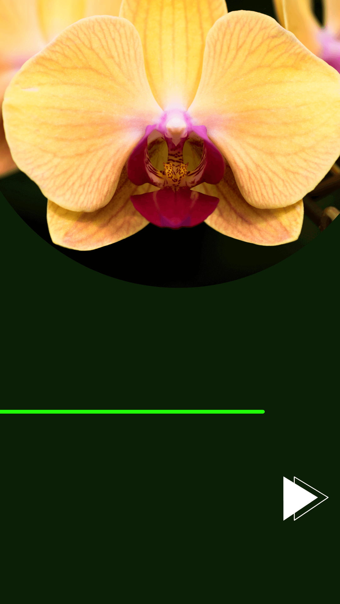 Orquídeas Phalaenopsis - Espécies raras e lindas! - Jardim das orquídeas  Online