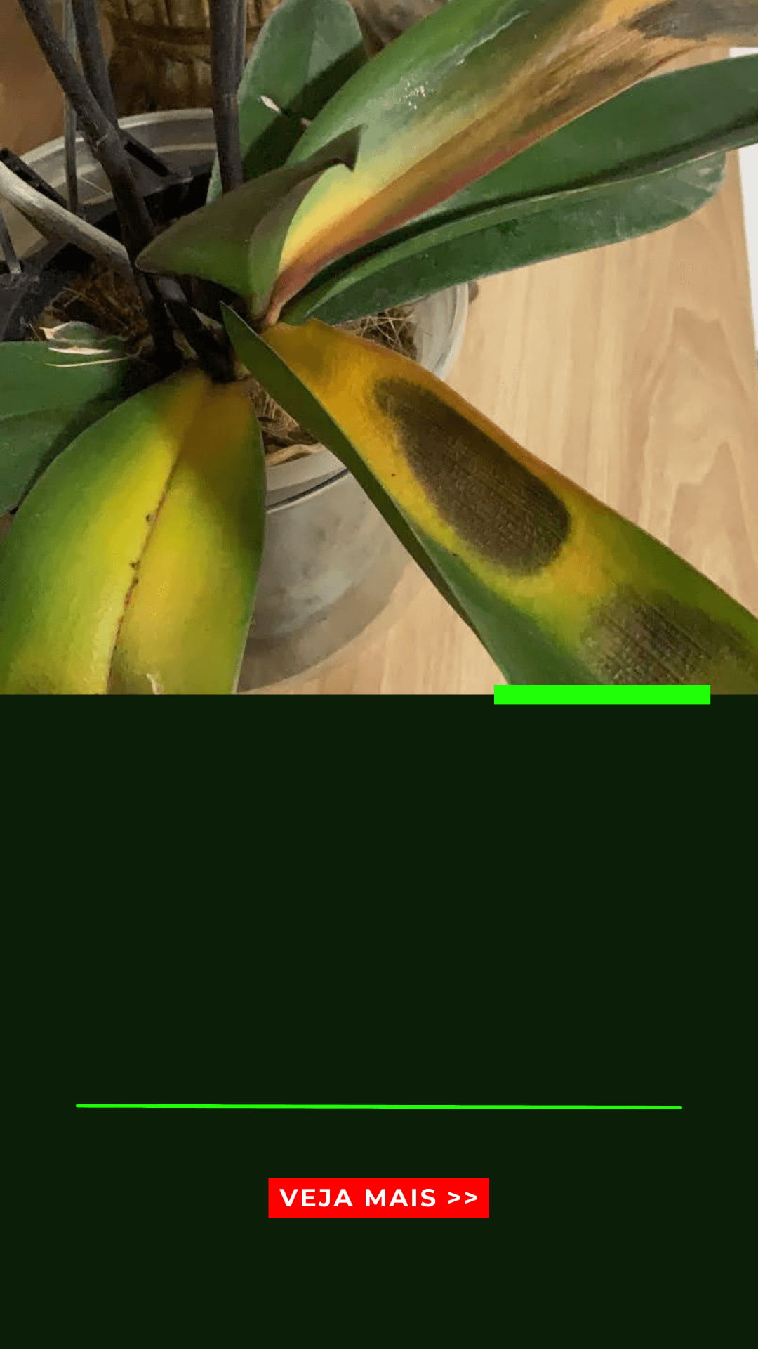Orquídeas Phalaenopsis: Não regue elas antes de saber isso! - Jardim das  orquídeas Online